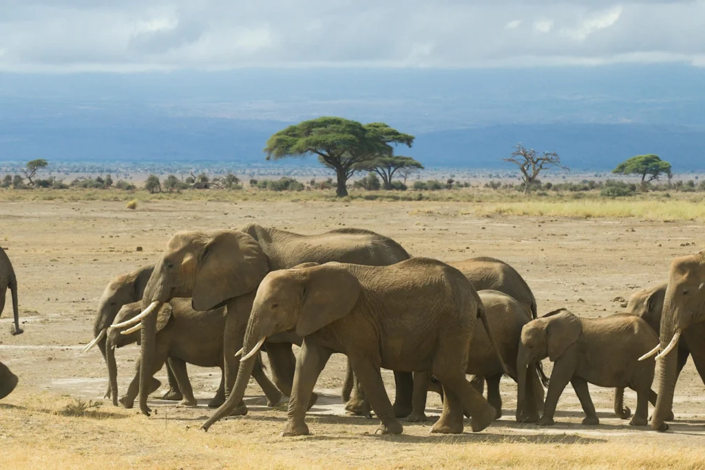 Anti-malaria-sub-saharan- africa