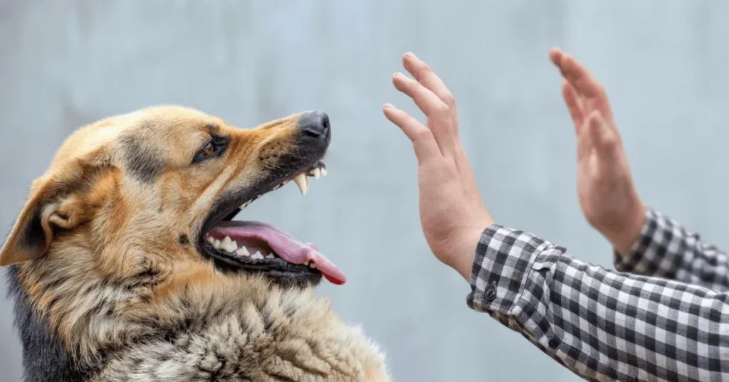 Large dog with mouth open showing teeth while person raises hands defensively.