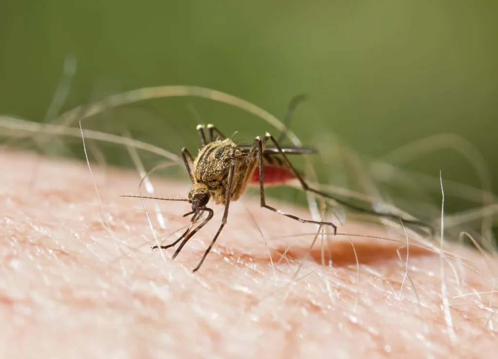 mosquito feeding on human skin, proboscis inserted, abdomen filling with blood against blurred green background.