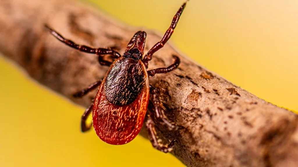 Close-up of a reddish-brown tick on a branch against a yellow background.
