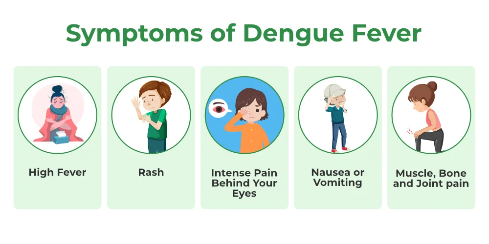 infographic showing Dengue Fever symptoms: high fever, rash, eye pain, nausea, and joint pain.