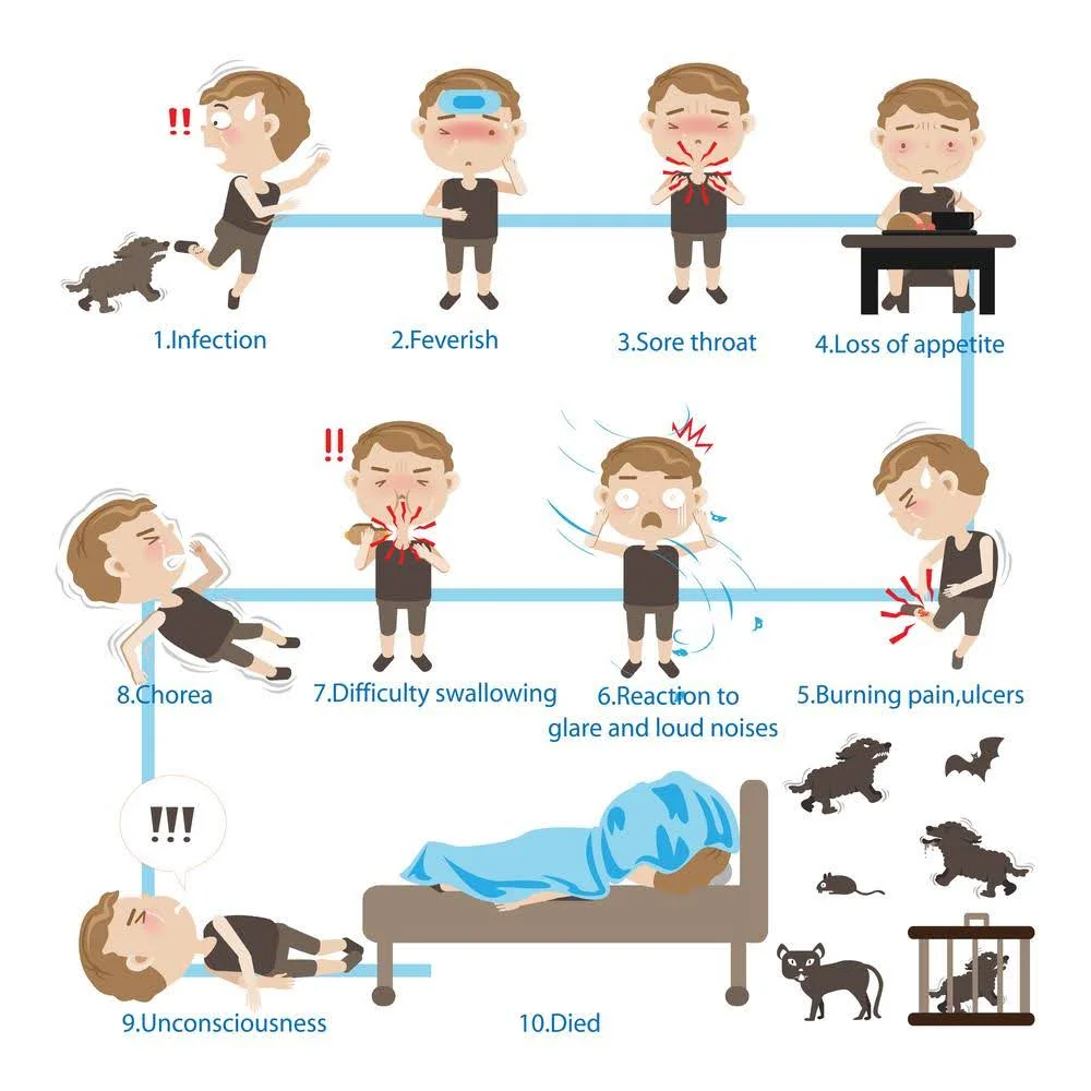 Illustrated sequence showing rabies infection progression from animal bite through symptoms to death.