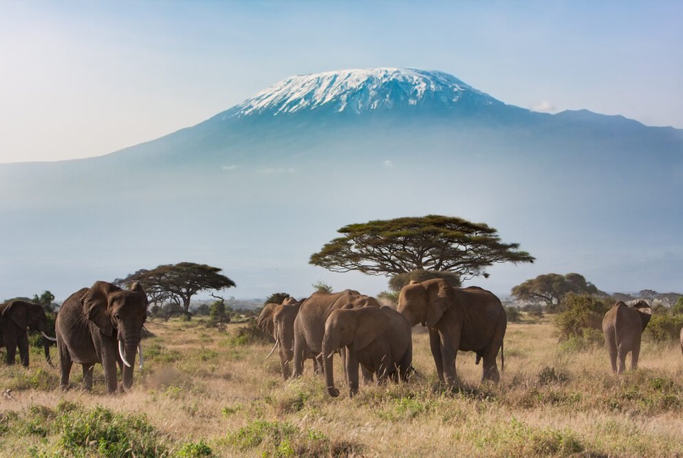 Herd of elephants walking across an African savanna with Mount Kilimanjaro rising in the background.