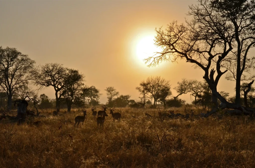 Africa Travel Destination