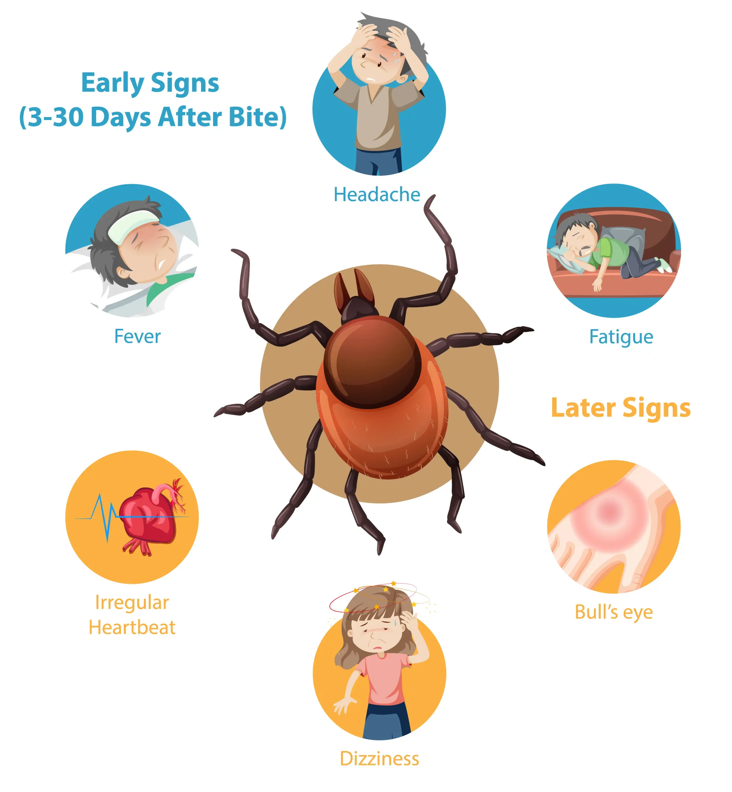 Tick-borne Encephalitis Symptoms